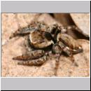 Evarcha falcata - Springspinne m01 7mm.jpg